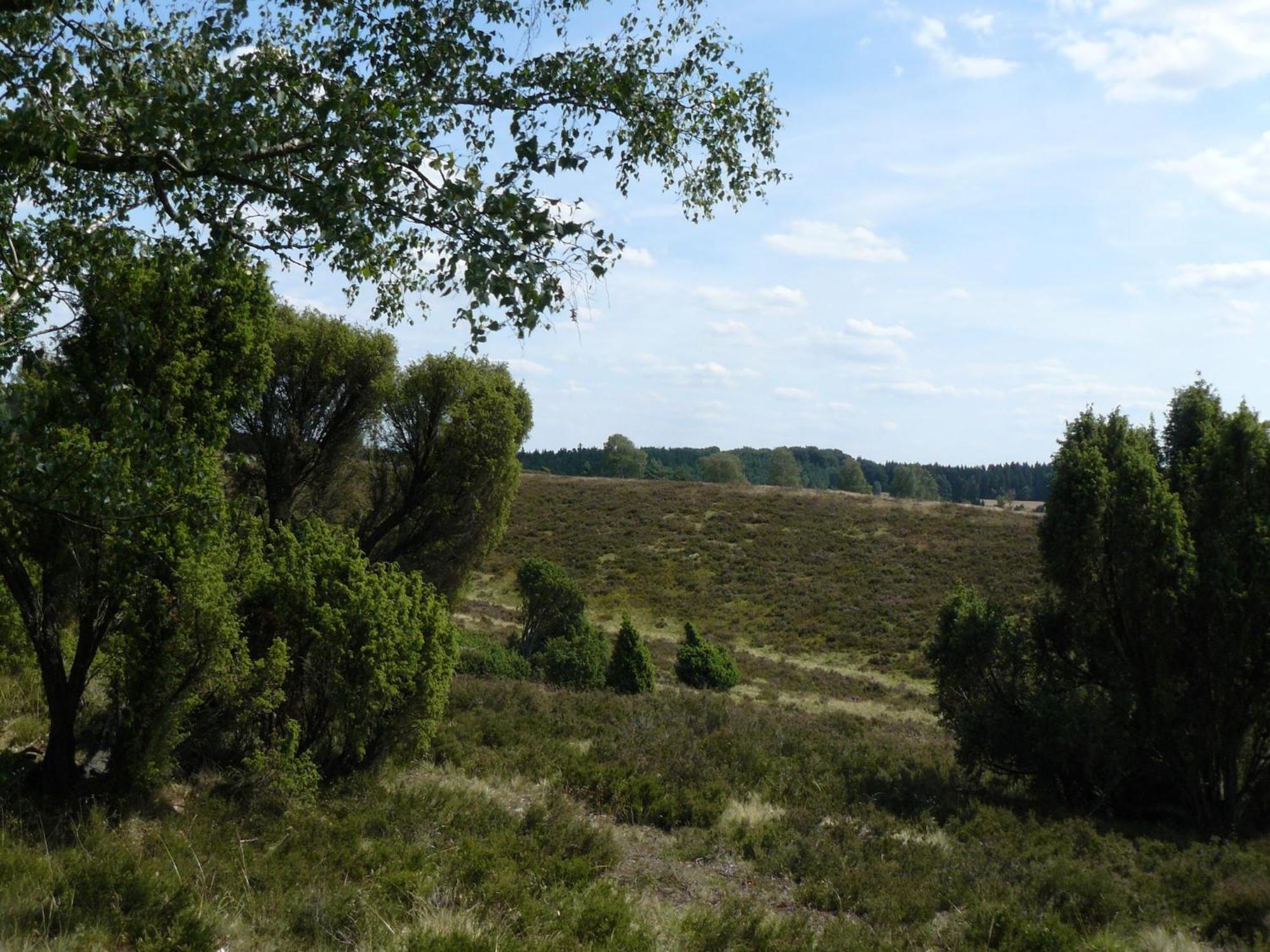 Holiday Home In Wietzendorf In The L Neburg Heath With A View Of The Countryside Zewnętrze zdjęcie